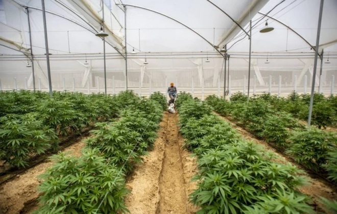 Clever Leaves anuncia expansão da área de produção de canábis em Odemira