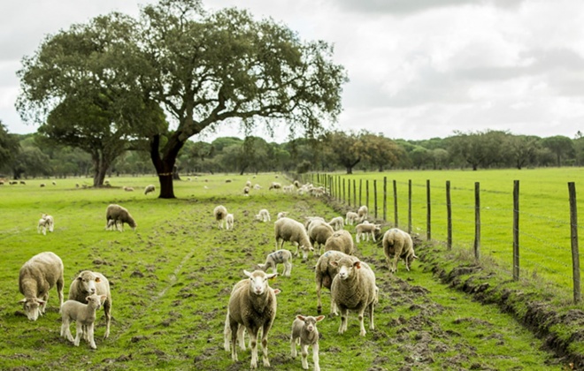 Agricultores do litoral alentejano preocupados com falta de pastagens