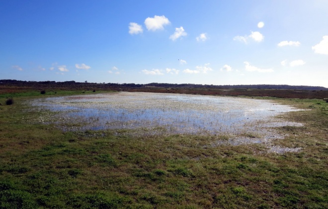 Destruição de lagoas em Odemira motiva queixa-crime da LPN no MP
