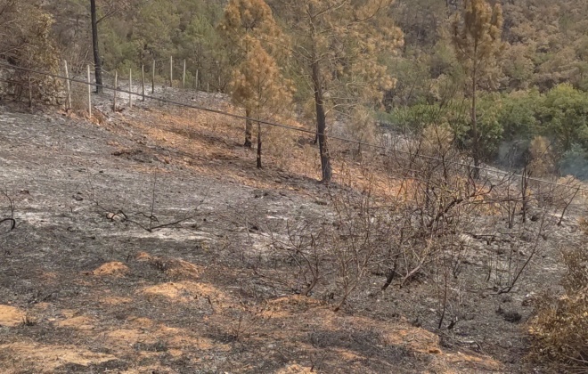 Proteção Civil informa que Incêndio de Odemira está dominado