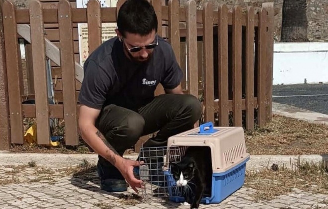 Município de Sines interveio em 17 colónias de gatos em 2023