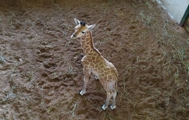 Girafa nasceu no Badoca Safari Park em Santiago do Cacém