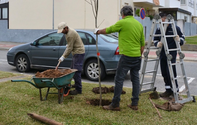 Autarquia promove plantação de uma centena de árvores em Vila Nova de Santo André