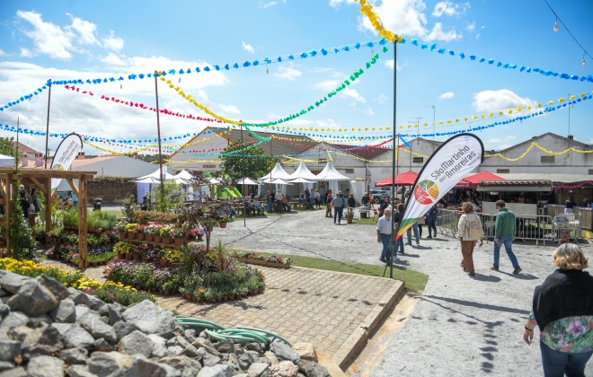Festas de Maio animam a aldeia de Amoreiras-Gare até domingo (com áudio)