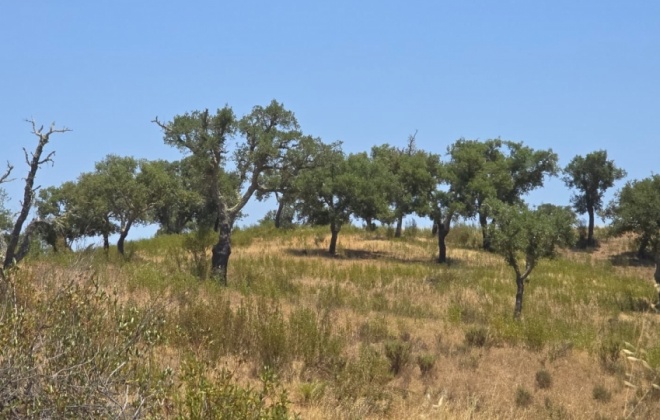 Governo autoriza abate de quase mil árvores protegidas para novo eixo elétrico no Alentejo