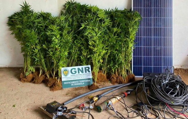 GNR apreendeu 110 plantas de canábis em Grândola