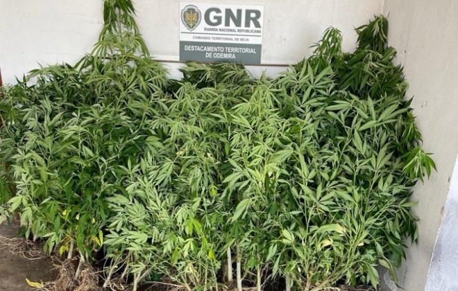 GNR deteve um homem em Odemira por cultivo de canábis